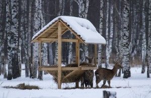 Зустрічаємо зиму