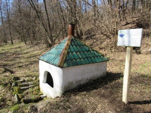 В Мезинському парку – суцільний килим з первоцвітів