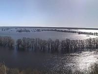 Розлив Десни та первоцвіти в Мезинському національно-природному парку