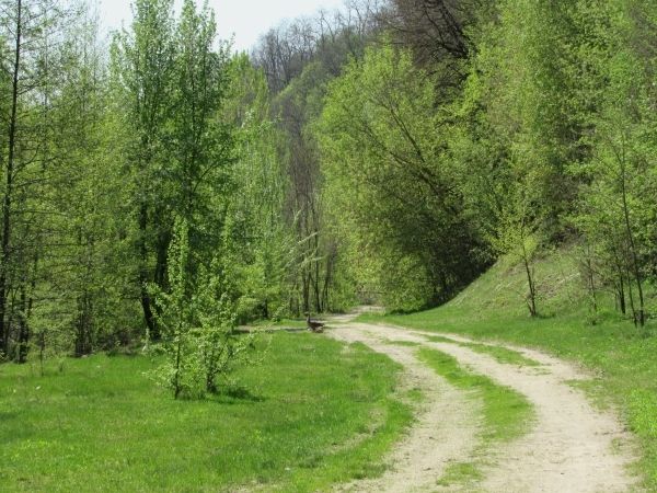 Дорога між селами Деснянське та Мізин